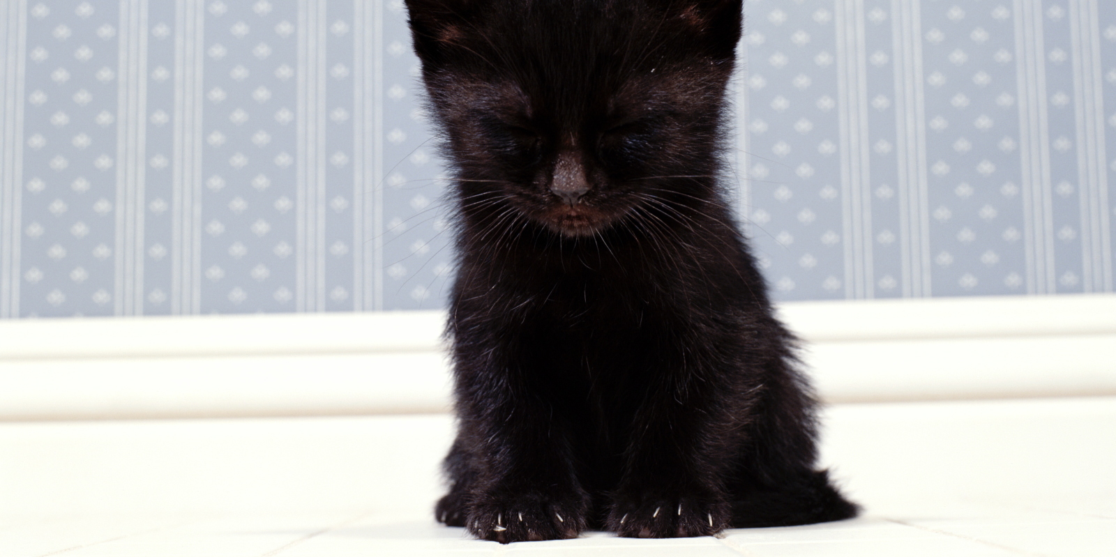 Why Are Black Cats Unpopular Why Are Black Cats Unpopular