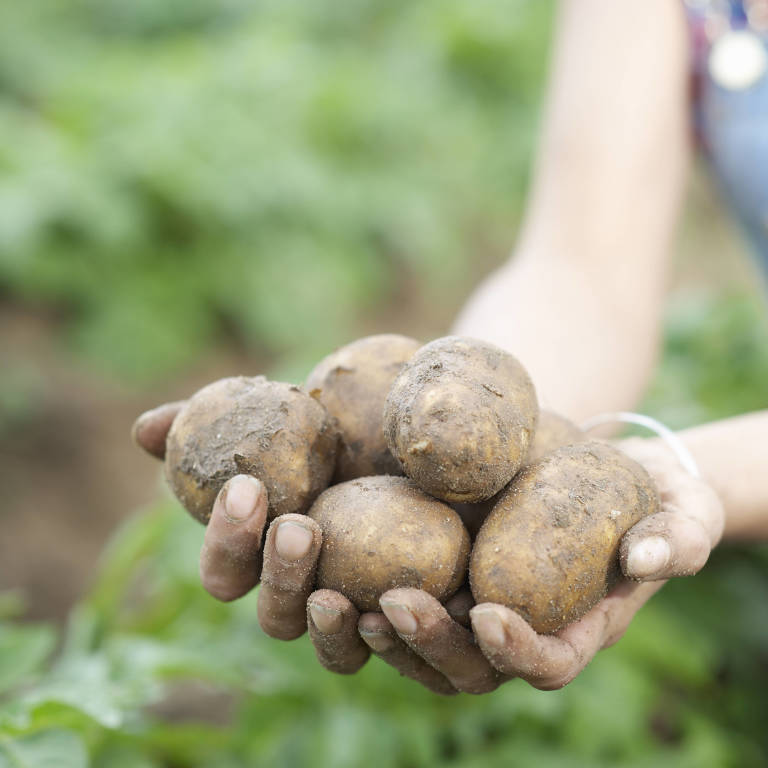 List 90+ Pictures Potato Prolapsed Vagina Old Wives Tale Completed