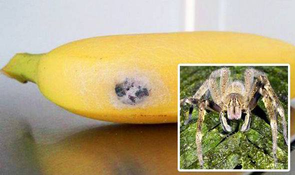 Woman Finds Deadly, Erection-Inducing Creature In Her Bananas