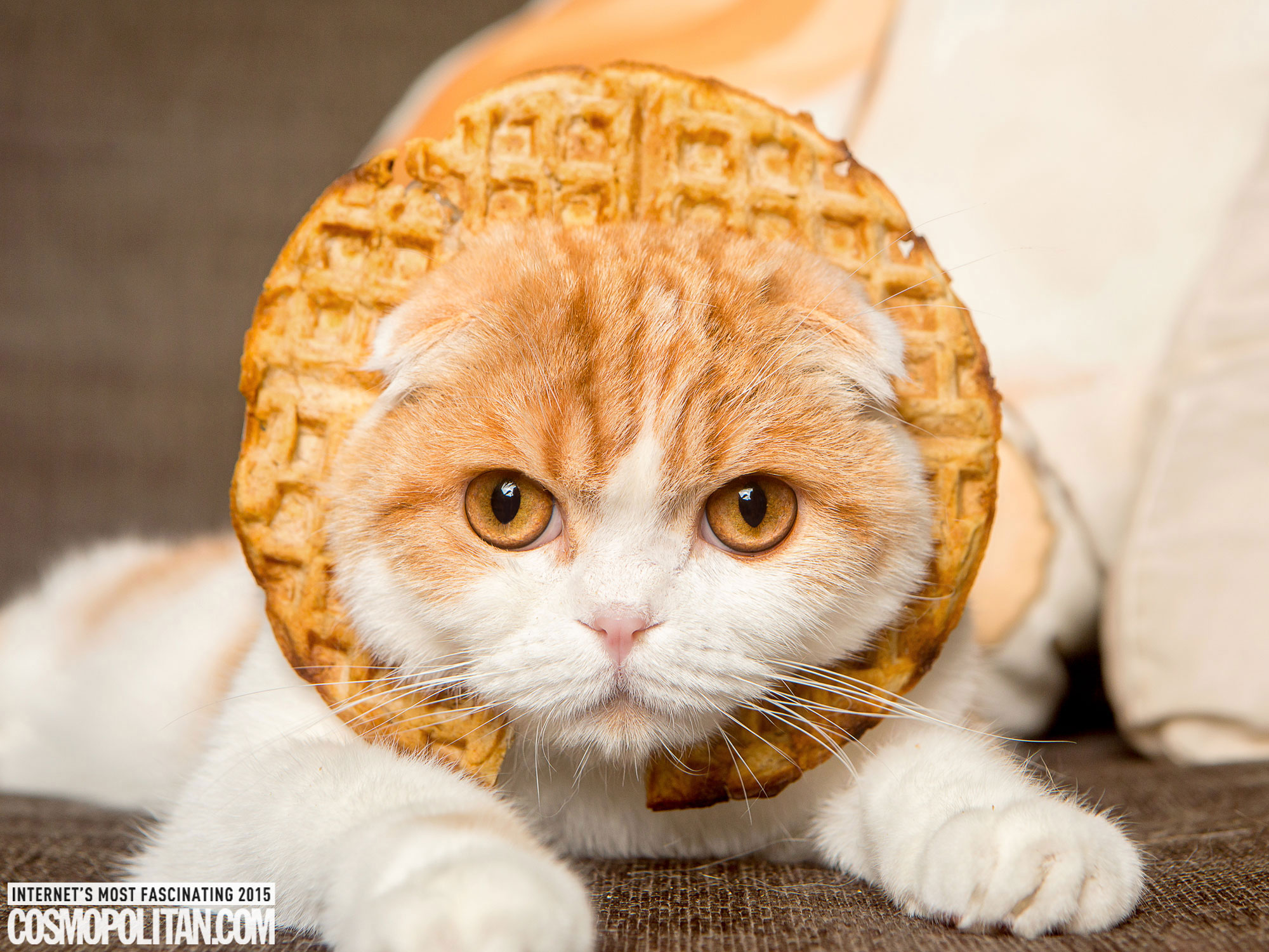 15 Adorable Photos of Waffles That Will Make You Fall in Love With Him