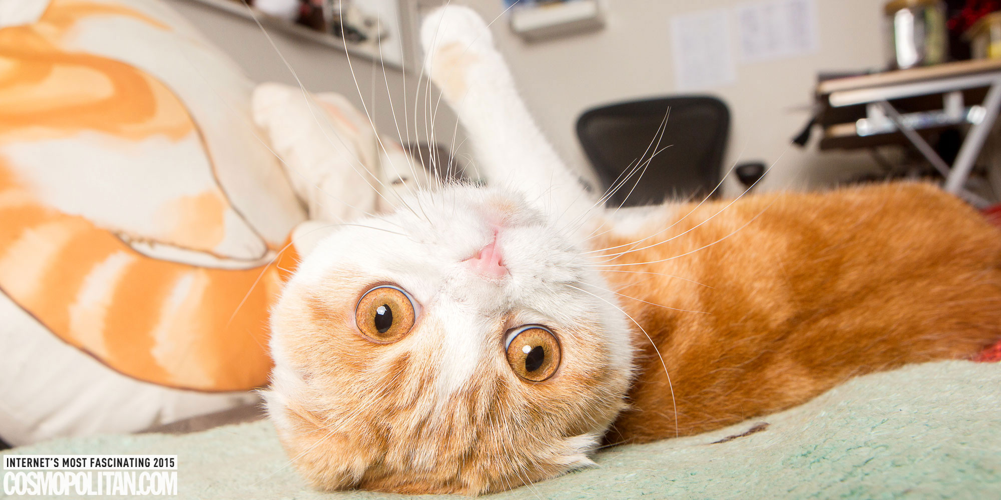 15 Adorable Photos of Waffles That Will Make You Fall in Love With Him