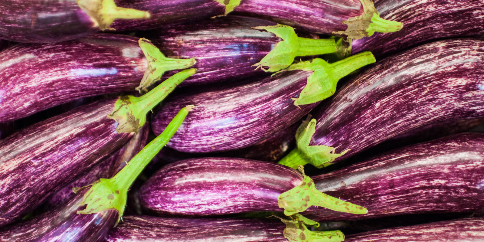 This Photo Finally Unlocks The Mystery Of Why They re Called Eggplants