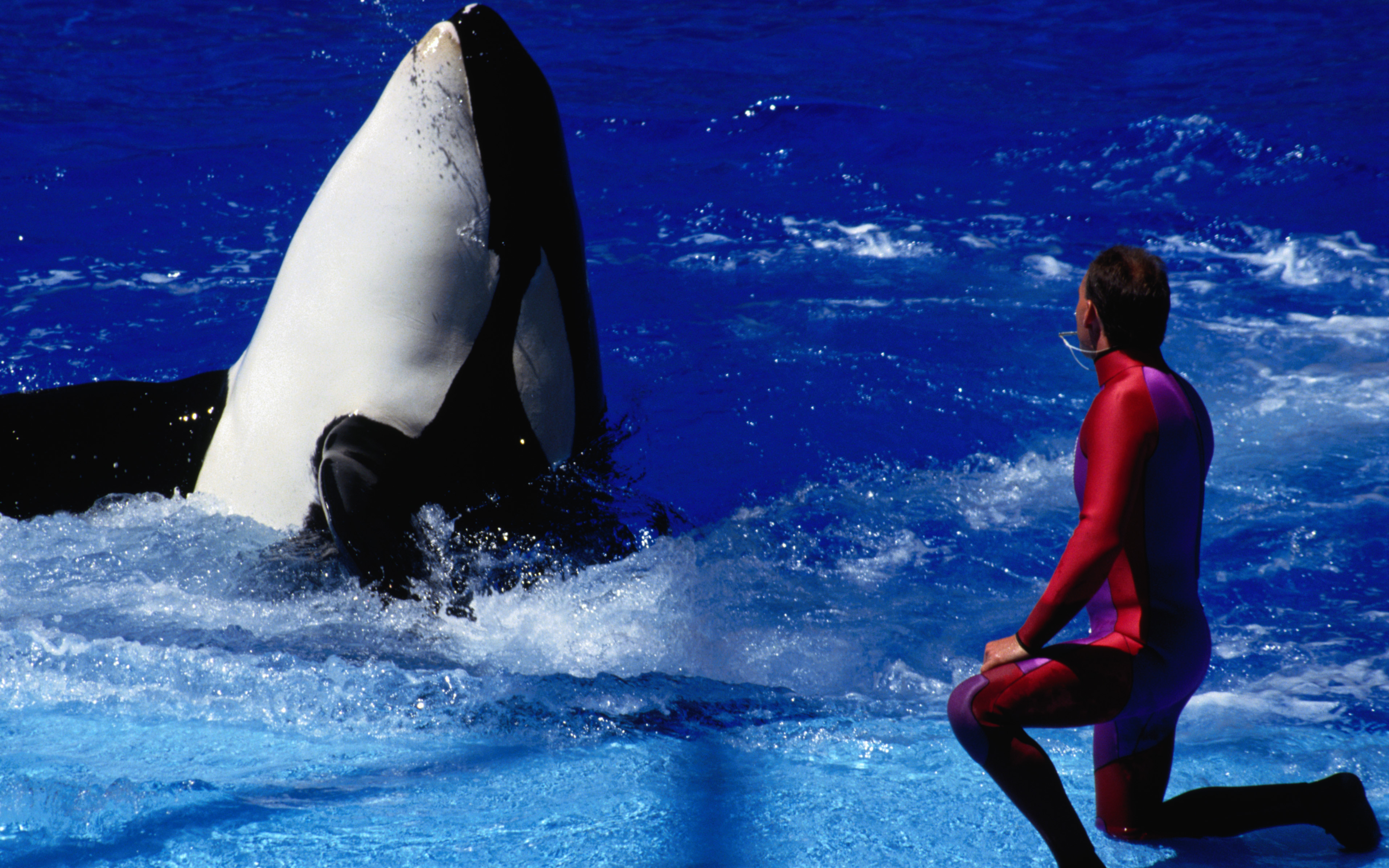 Third Whale This Year Dies at San Diego SeaWorld SeaWorld Whale