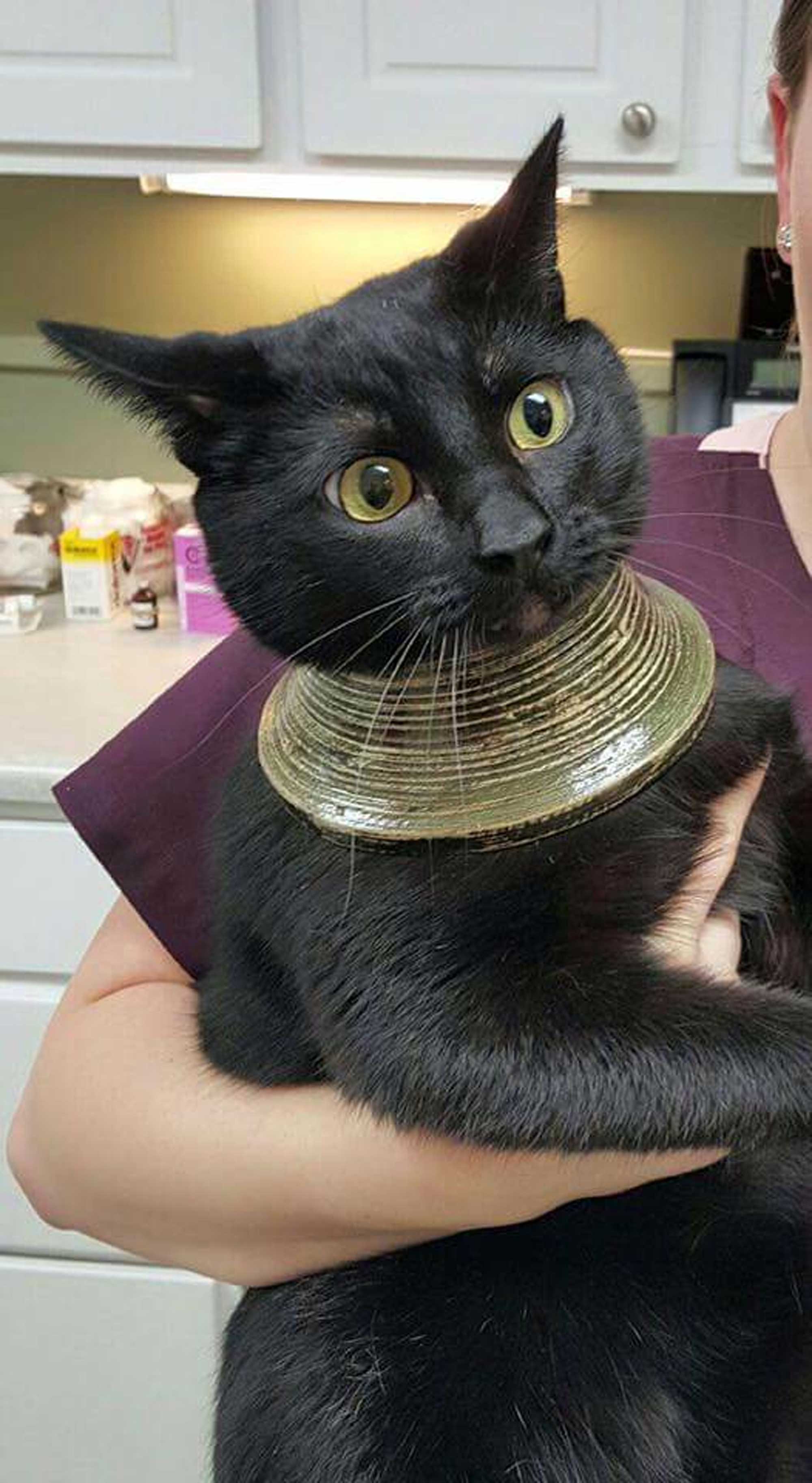 This Cat Accidentally Wearing a Necklace Is the Best Thing You'll See