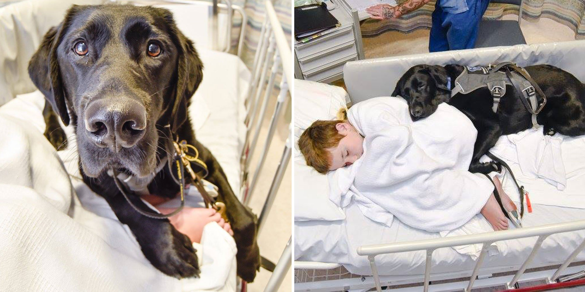 10 Heartwrenching Photos of a Dog Refusing to Leave His Autistic Owner