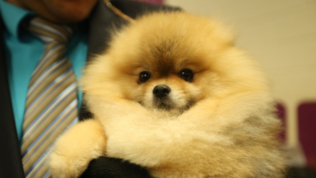 Westminster Dog Show Tv Charlotte Westminster Dog Show Tv Charlotte
